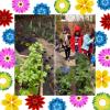 Warzywny ogródek przedszkolaków